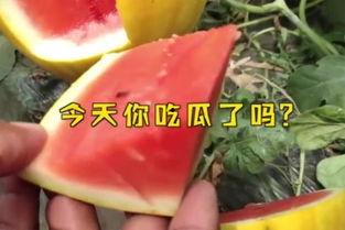 娱乐吃瓜起什么名字