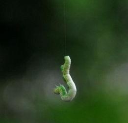 吊死鬼图片,探寻古老传说中的幽冥使者